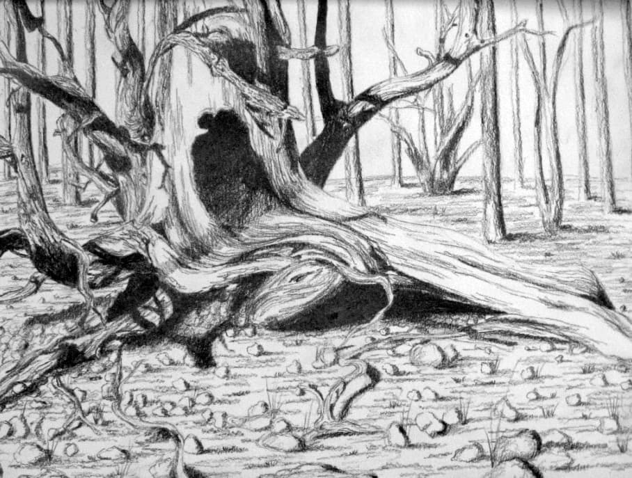This pencil sketch depicts a weathered, hollow tree trunk lying on the forest floor, surrounded by scattered rocks and debris. The tree's twisted, gnarled branches extend outward, and its bark is worn, suggesting that it has been dead for some time. In the background, slender tree trunks rise vertically, creating a dense and sparse forest setting. The detailed shading of the hollow tree contrasts with the lighter, simpler lines of the surrounding trees, drawing attention to the decaying centerpiece. The image evokes a sense of stillness and decay, capturing the natural beauty of a forgotten woodland.