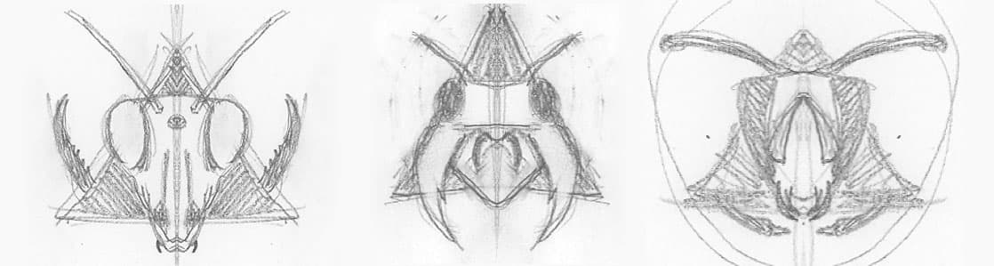 This image shows three pencil sketches of insect head designs, arranged side by side. Each sketch features symmetrical, stylized depictions of insects, with distinct mandibles, antennae, and other detailed facial features. The left sketch has long, curved antennae and sharp mandibles, while the middle sketch emphasizes large pincers or fangs. The right sketch includes wide, arching antennae and intricate details around the face and thorax. The rough, hand-drawn lines give the designs a dynamic and organic feel, highlighting the artist's process of exploring different insect forms.