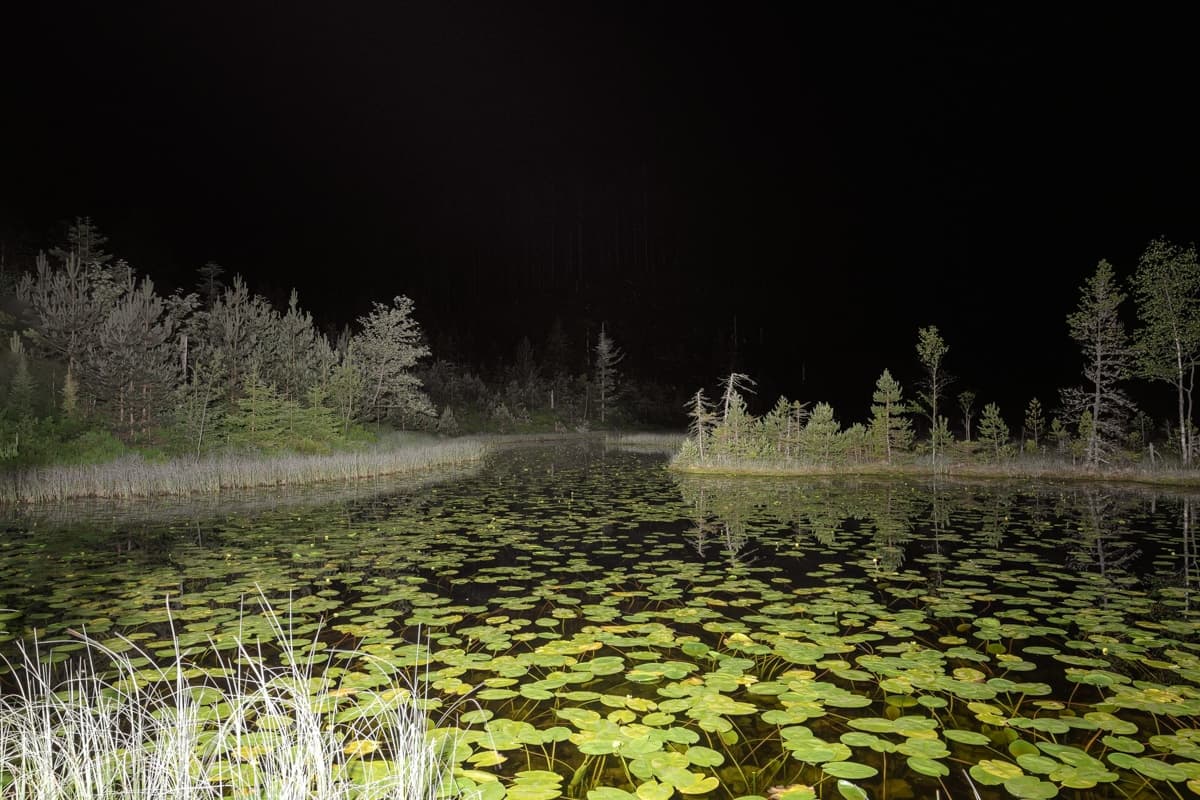 A serene photograph of a pond covered with lily pads, surrounded by dense trees and grassy vegetation at night. The water reflects the green hues of the lily pads and plants, while the background fades into darkness, adding a tranquil yet slightly ominous feel to the scene.