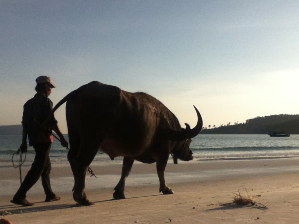 A person walking along a beach leading a large water buffalo by a rope. The buffalo is walking calmly on the sand, and the scene is set against the backdrop of a calm sea with a distant island visible on the horizon. The soft lighting suggests it's either early morning or late afternoon, casting long shadows across the beach.