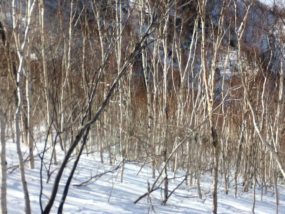 This image depicts a wintry forest scene with slender trees, possibly birches, standing tall amidst the snow-covered ground. The white bark of the trees blends harmoniously with the snow, while their thin, dark branches stretch upward and crisscross, creating a delicate pattern. The sunlight filtering through the trees casts soft shadows on the snow, adding contrast and depth to the image. The landscape has a serene and quiet atmosphere, evoking the stillness of a cold winter day in a remote woodland. The scene feels tranquil, almost untouched, with the natural beauty of the forest highlighted by the snow.
