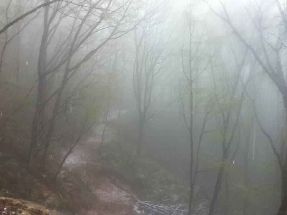 This image captures a misty forest scene, where fog envelops the trees and softens the landscape. The bare and sparsely-leaved trees fade into the thick mist, creating an ethereal and mysterious atmosphere. A narrow path winds through the forest, partially visible as it disappears into the fog. The soft lighting and the muted colors of the forest floor—along with the damp, mist-laden air—give the scene a quiet, almost haunting stillness. The image evokes a sense of solitude and introspection, as if one is walking through an isolated, dreamlike woodland.