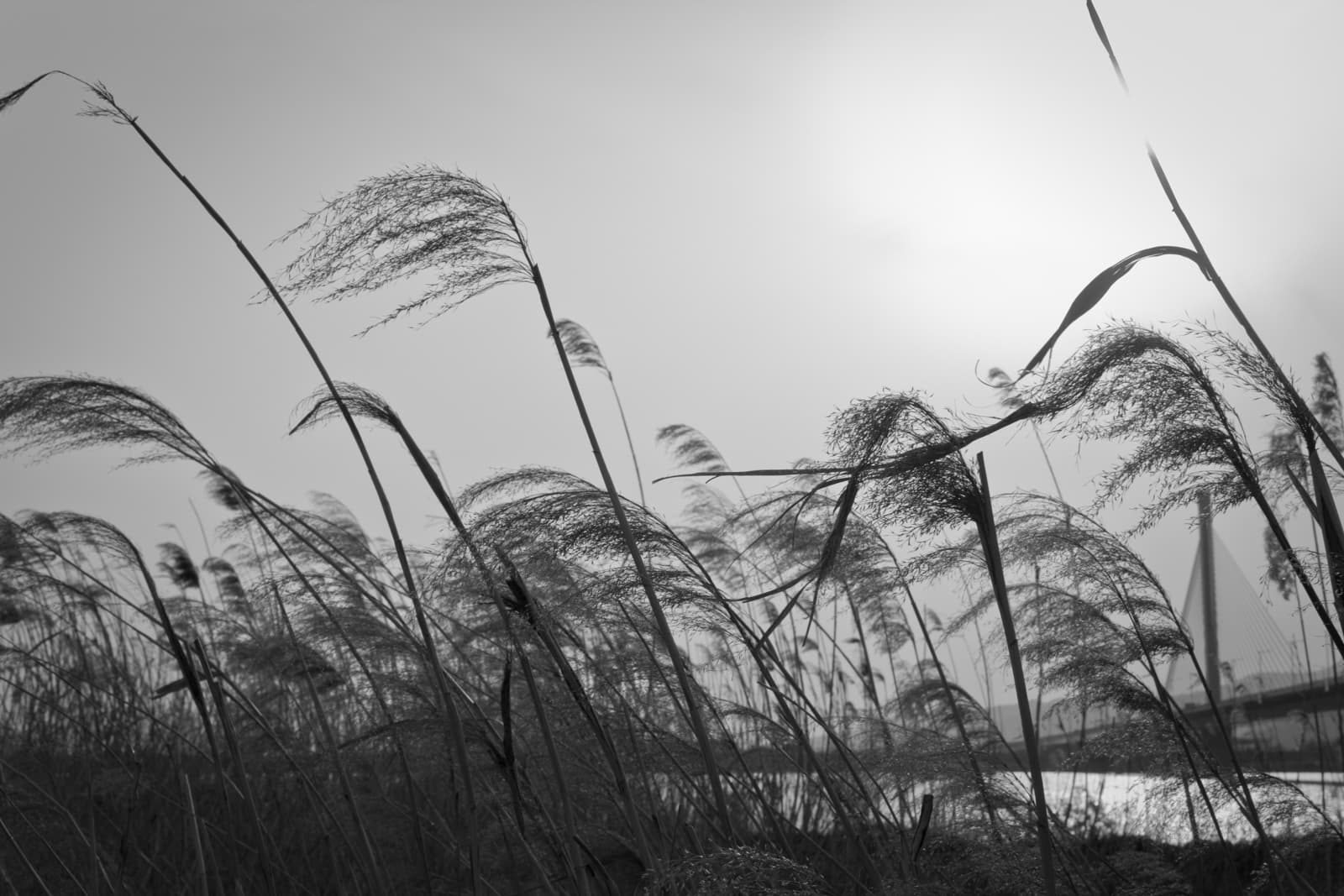 A black-and-white photograph of tall, swaying grass or reeds, bending in the wind against the backdrop of a bright sky. In the distance, the silhouette of a bridge is visible, giving the image a sense of connection between nature and human-made structures.