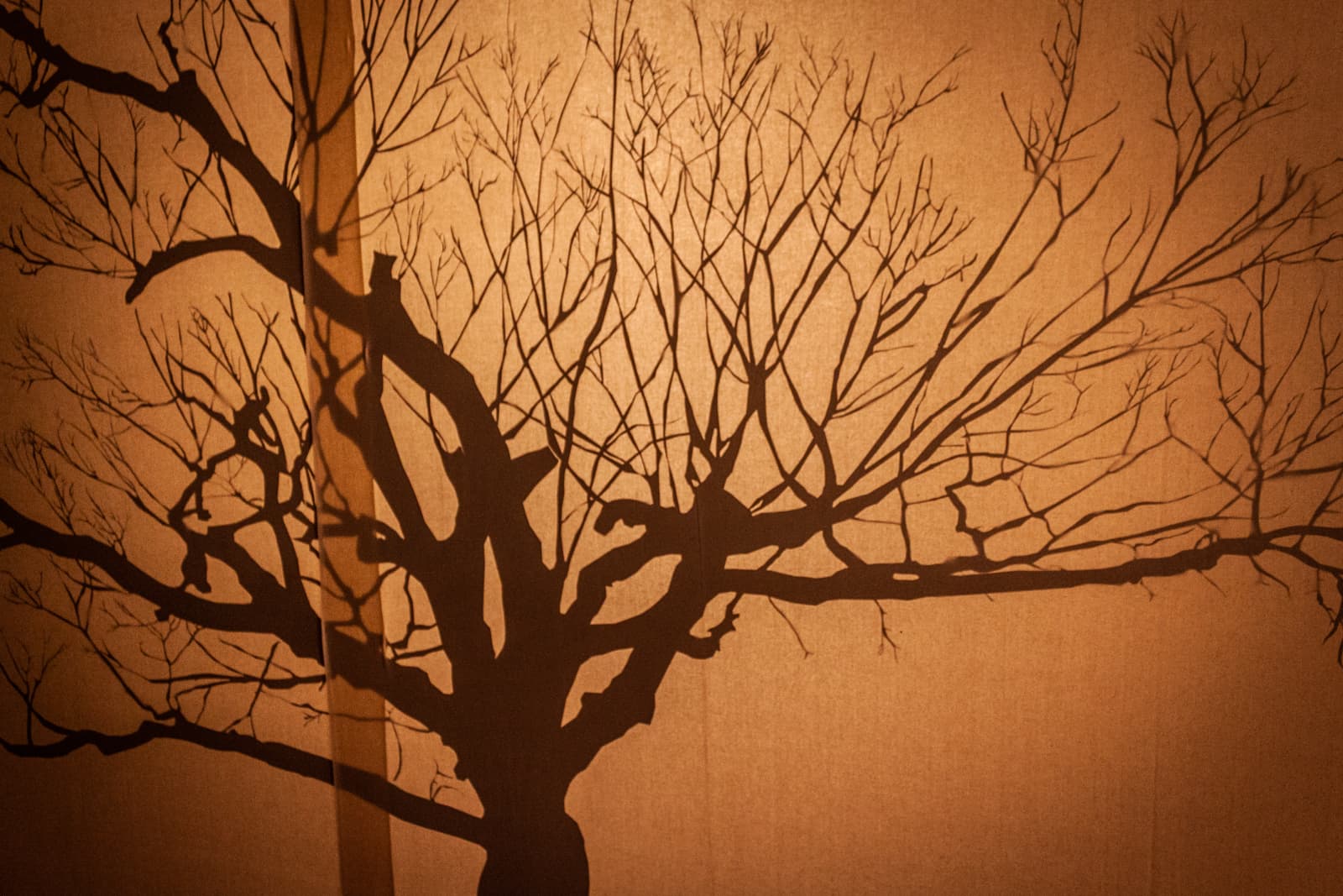 A silhouette of a tree with bare branches, projected on a warm-colored wall, creating an artistic shadow effect.