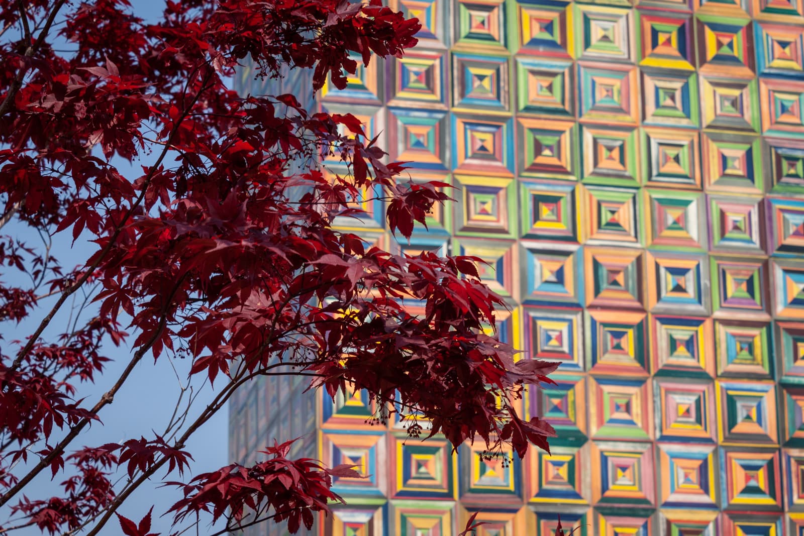 A close-up of deep red maple leaves with a colorful, geometric-patterned wall in the background, creating a vibrant contrast.