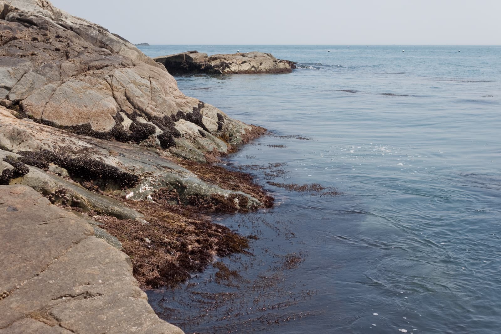A rocky shoreline with jagged rocks leading into the calm blue sea. The tide is low, revealing seaweed and marine growth along the edges of the rocks, with the horizon extending into the clear sky.