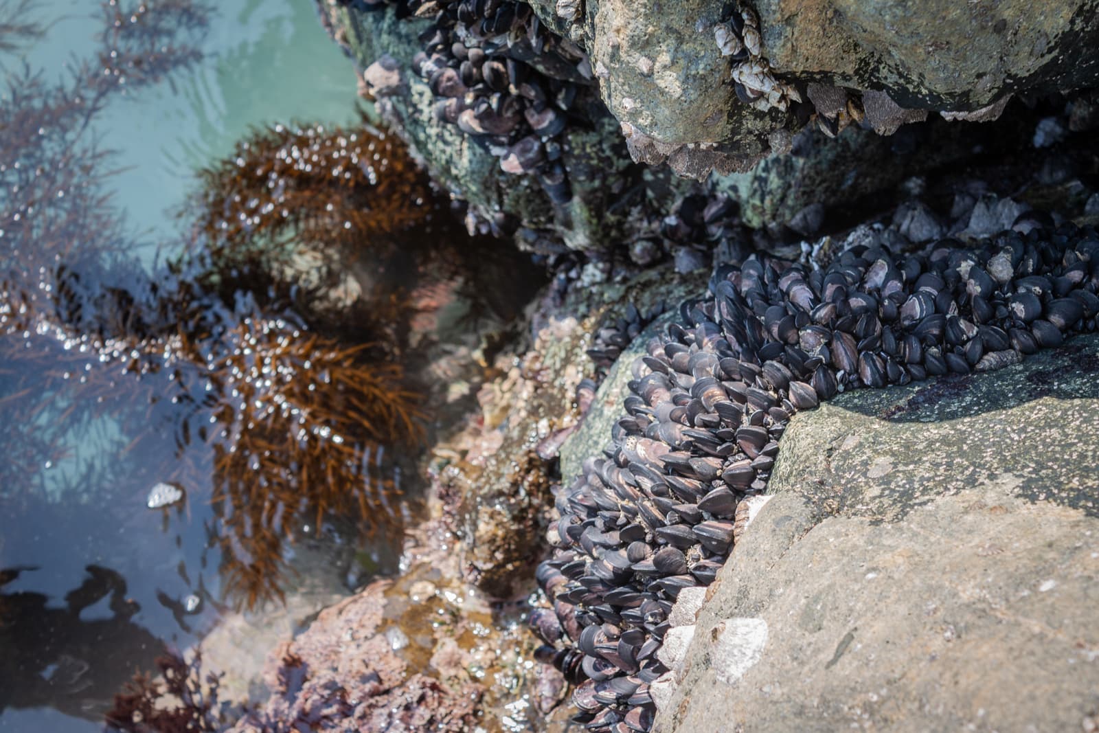 A close-up view of mussels tightly clustered on the rocky shoreline, with a glimpse of brown seaweed submerged in the nearby water. The mussels cling to the jagged rocks, highlighting the marine life in this tidal zone. The scene captures the textures of the sea life and the rocky habitat by the ocean's edge.