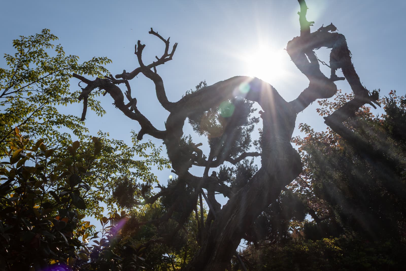 A dramatic silhouette of a twisted, gnarled tree with bare branches set against a bright sky, the sun creating a glowing halo behind it, casting sunbeams through the branches.