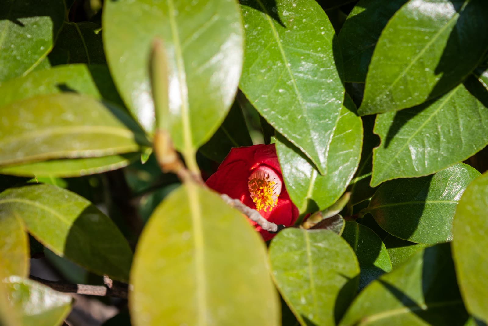 A close-up of a red camellia flower partially hidden among glossy green leaves, revealing its bright yellow center as it peeks through the dense foliage.