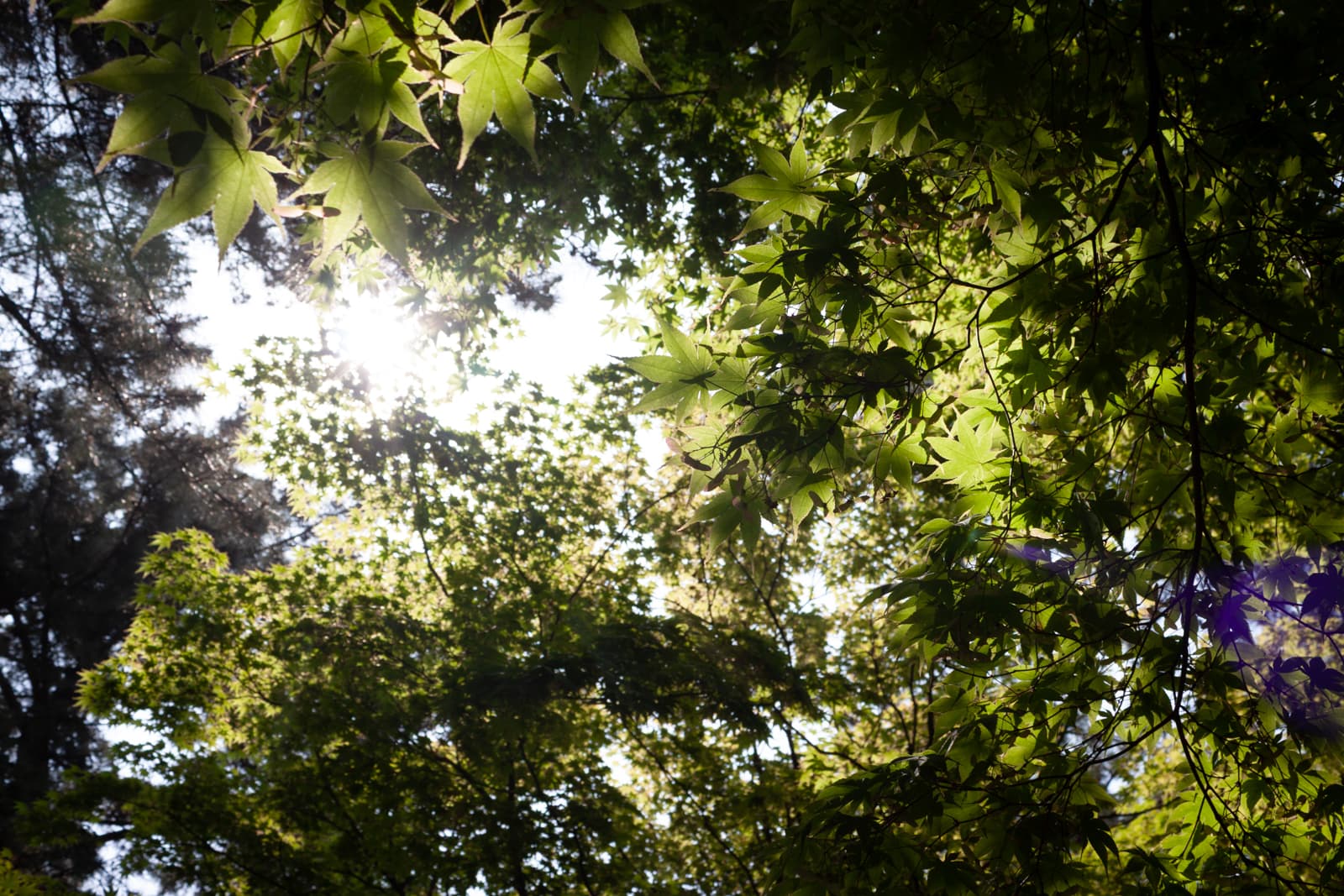 Sunlight streaming through dense green leaves of a maple tree, casting a warm glow and creating a peaceful, dappled light effect in the forest canopy.