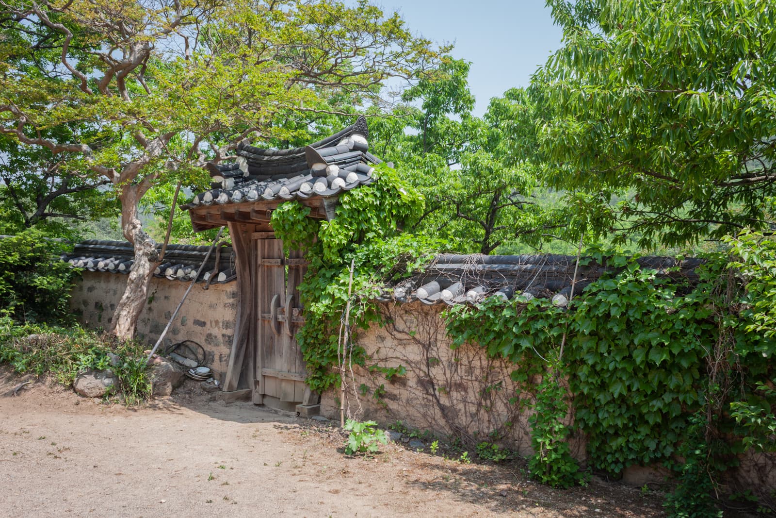 An old wooden gate covered in ivy and greenery, nestled within a stone wall. The weathered wood blends with the surrounding nature, creating a picturesque and rustic entrance.