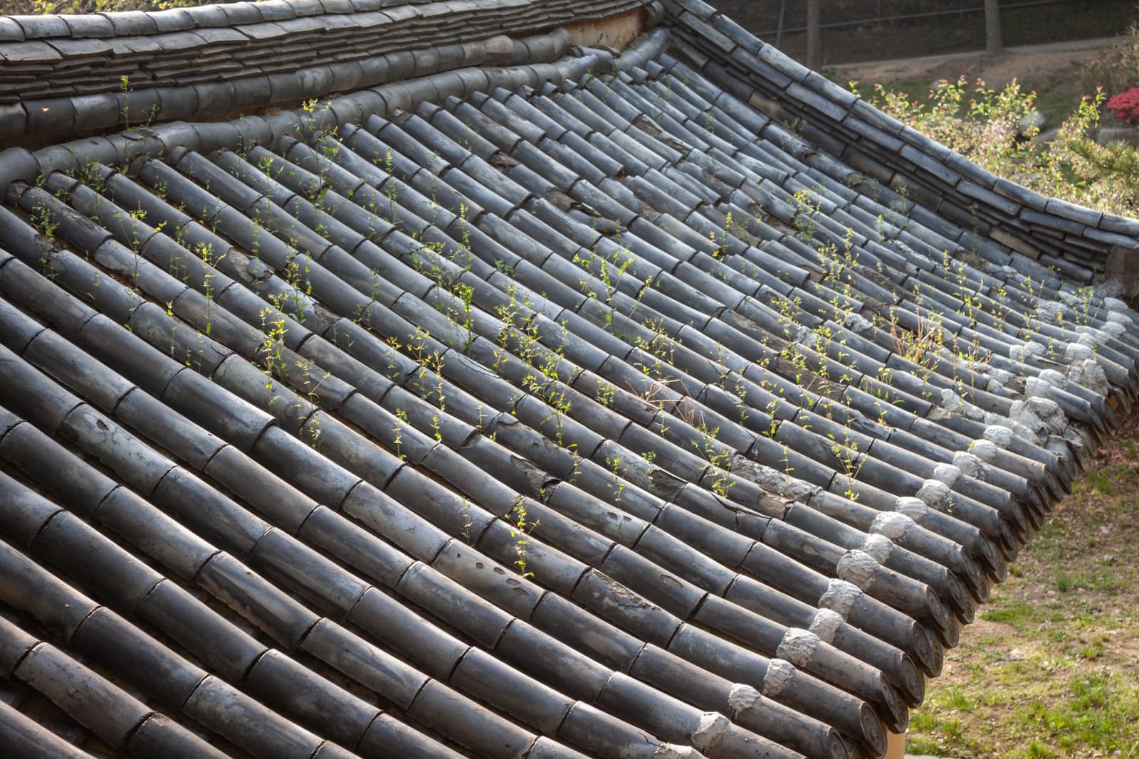 A traditional Korean tiled roof with small plants growing between the tiles. The old roof shows signs of wear as greenery sprouts from the cracks, creating a contrast between nature and architecture.