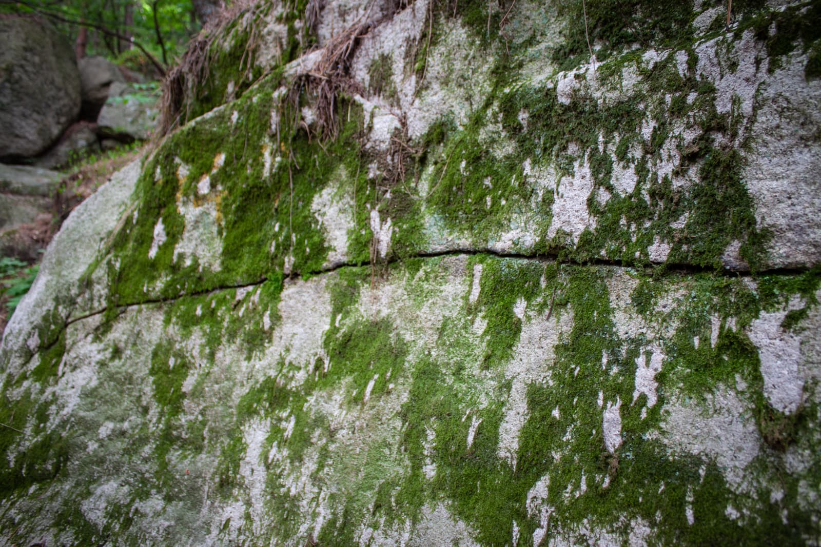 Close-up view of a large stone wall covered in patches of green moss, with cracks and textures creating an aged appearance.