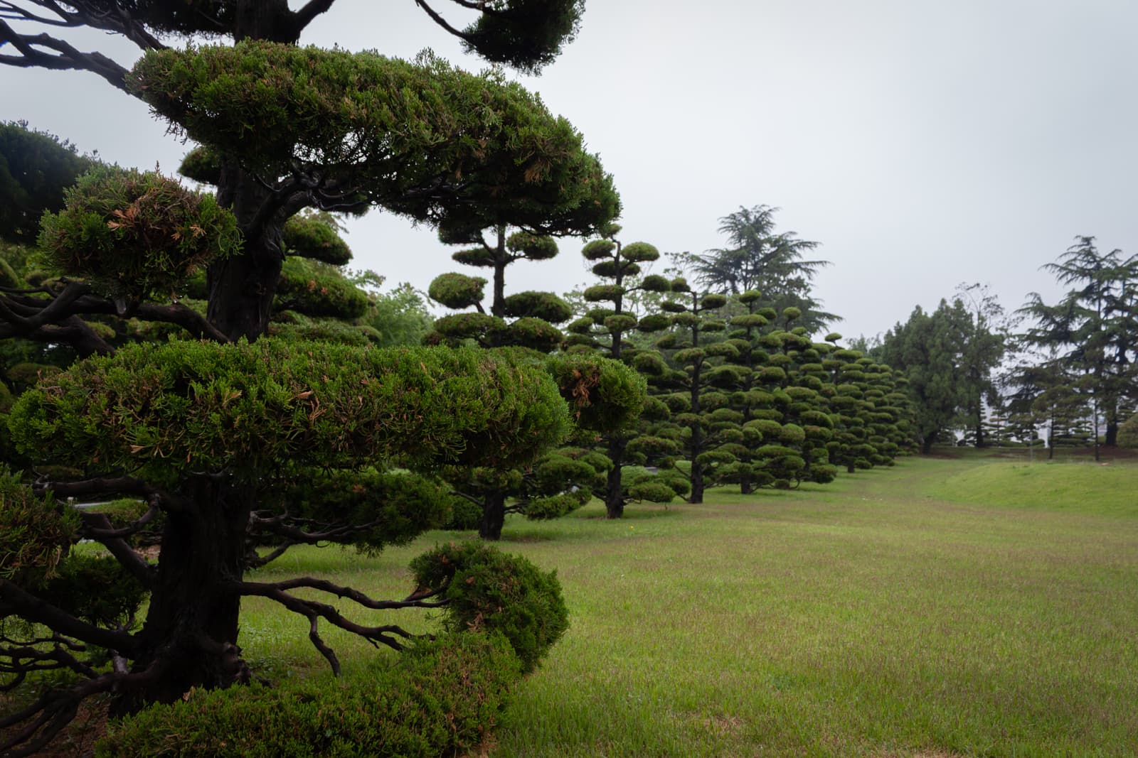 A row of meticulously pruned trees with dense, round-shaped foliage, extending into the distance across a green grassy field.