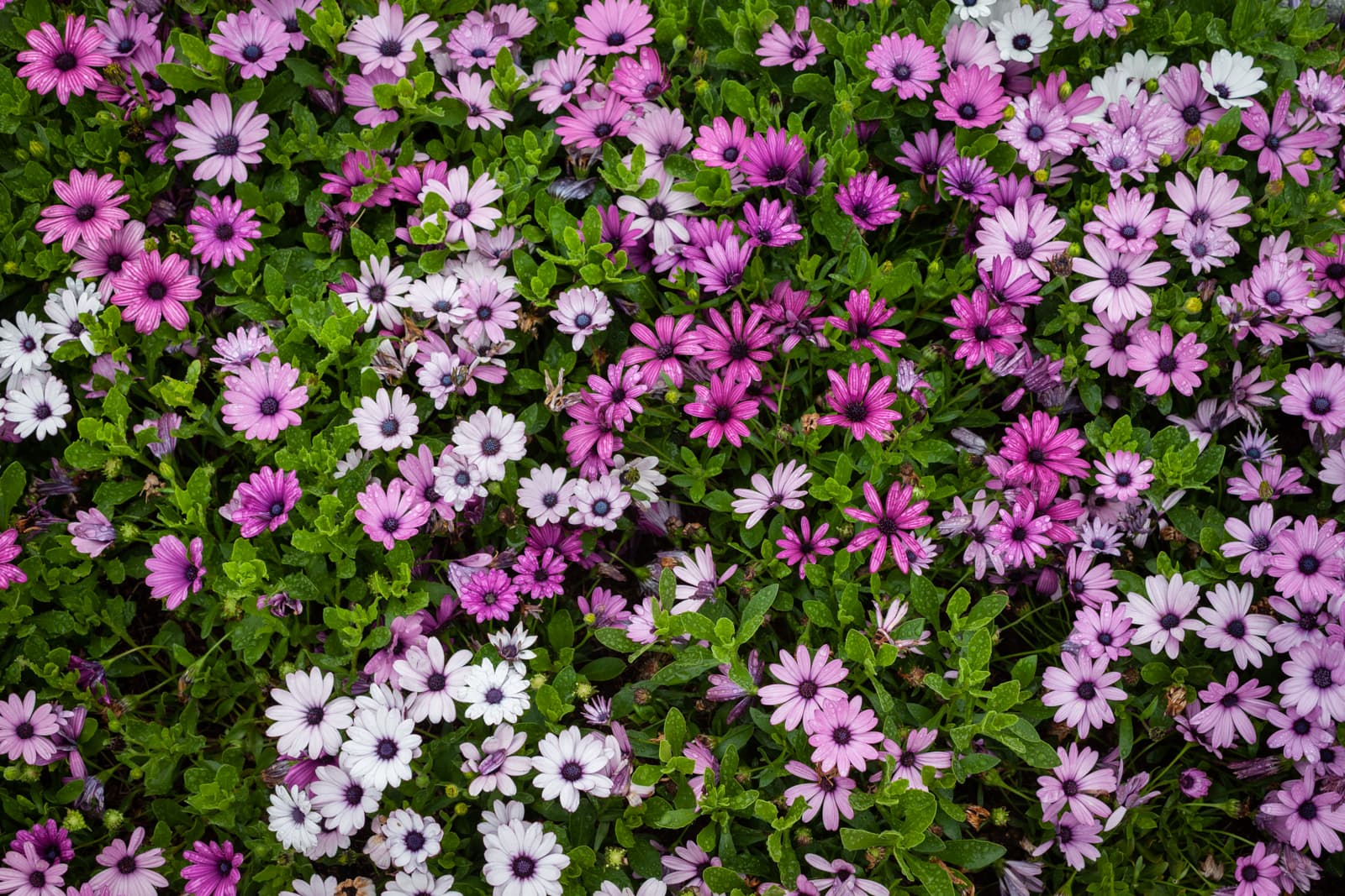 A close-up of a cluster of purple, pink, and white flowers blooming amidst green foliage.