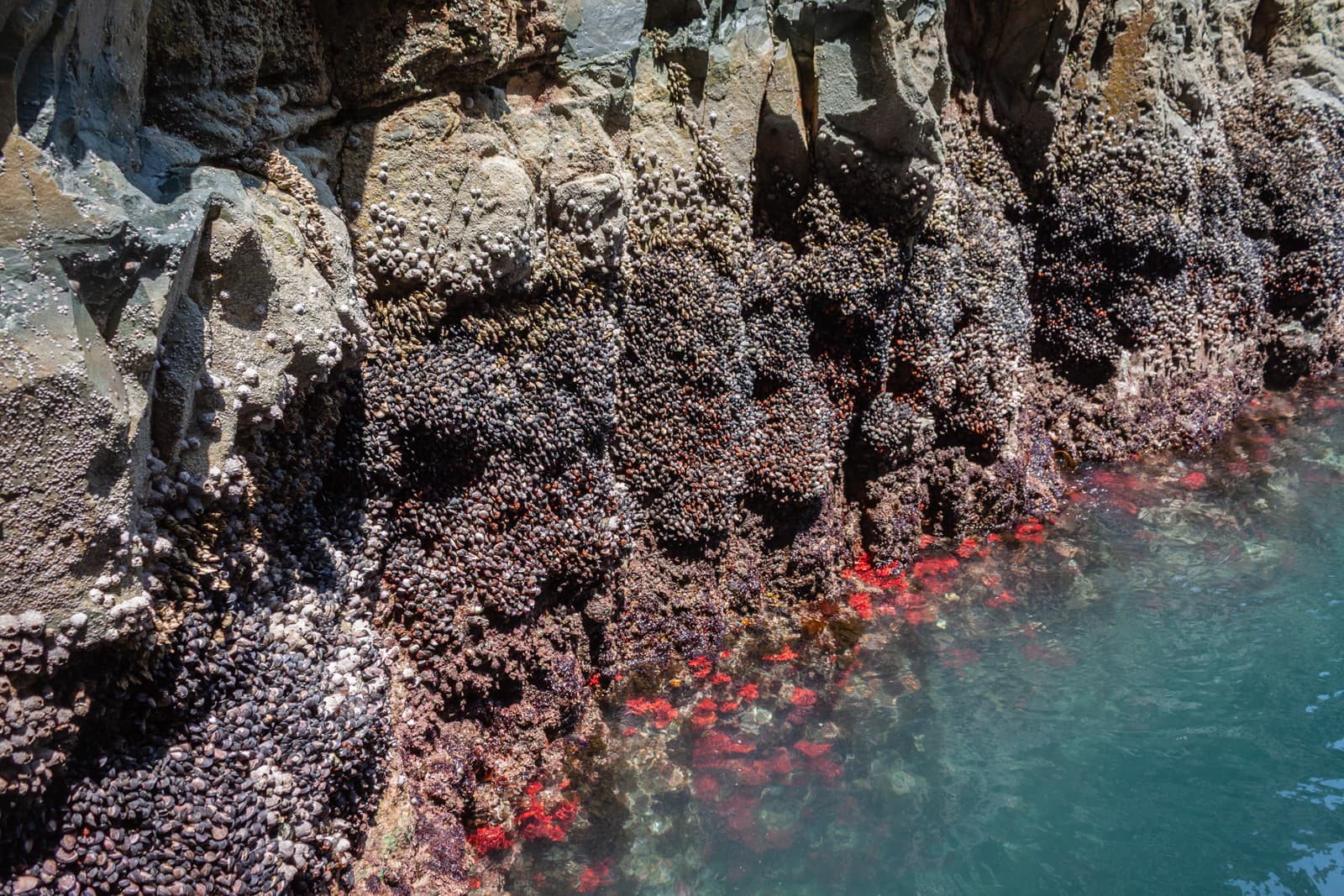 A rocky shoreline covered with clusters of barnacles and bright red algae, submerged in clear blue water.