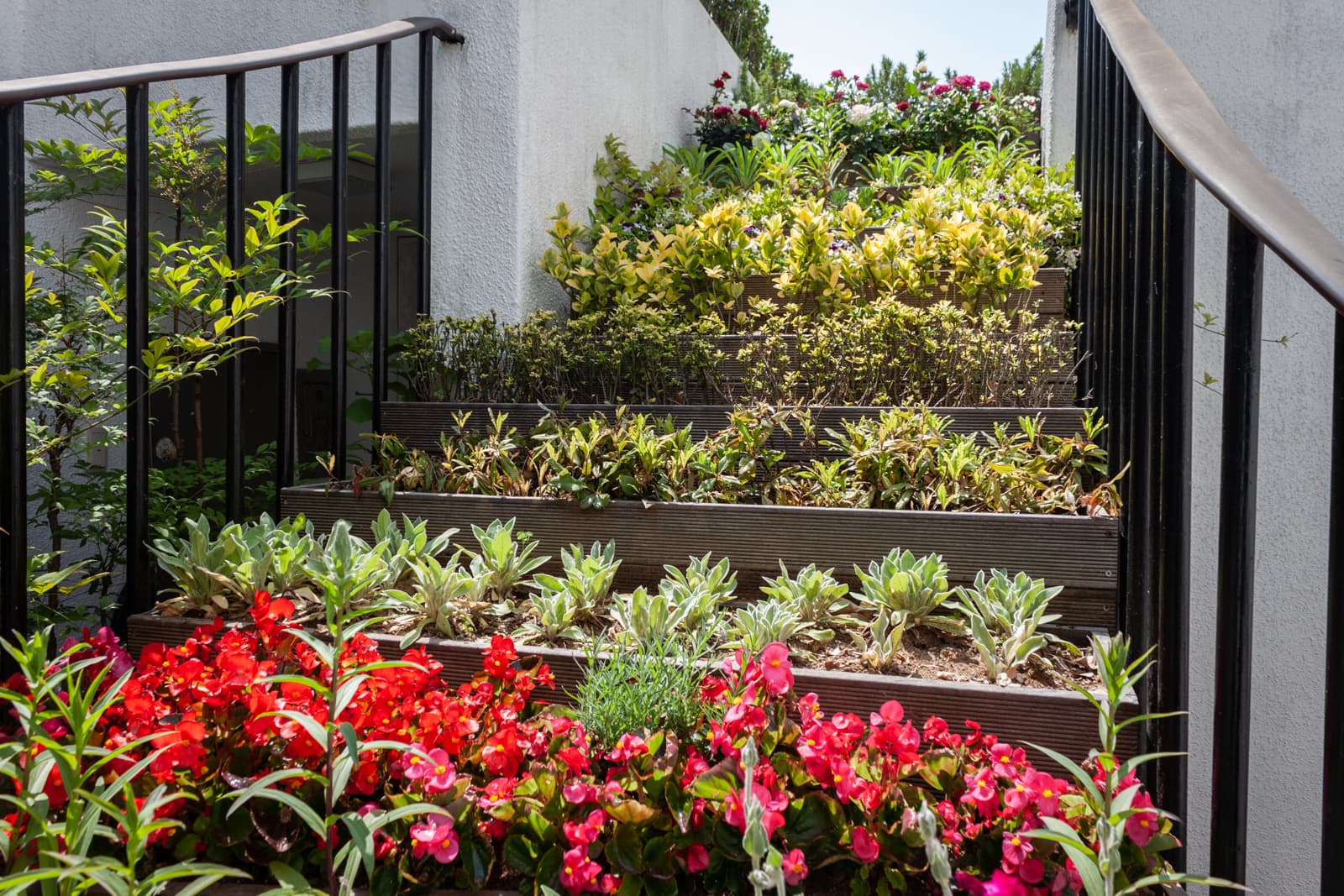 A staircase adorned with tiered flower beds, blooming with vibrant red and pink flowers and leafy green plants.