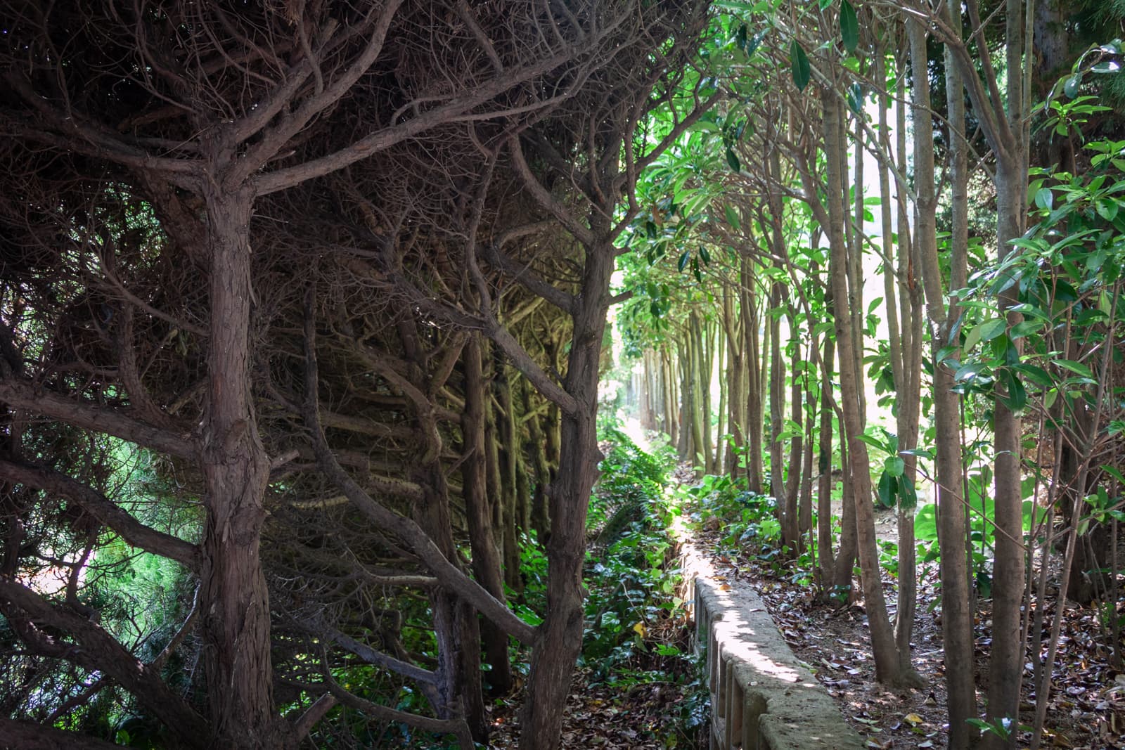 A narrow path lined with dense trees and shrubs on both sides, with sunlight filtering through the branches.