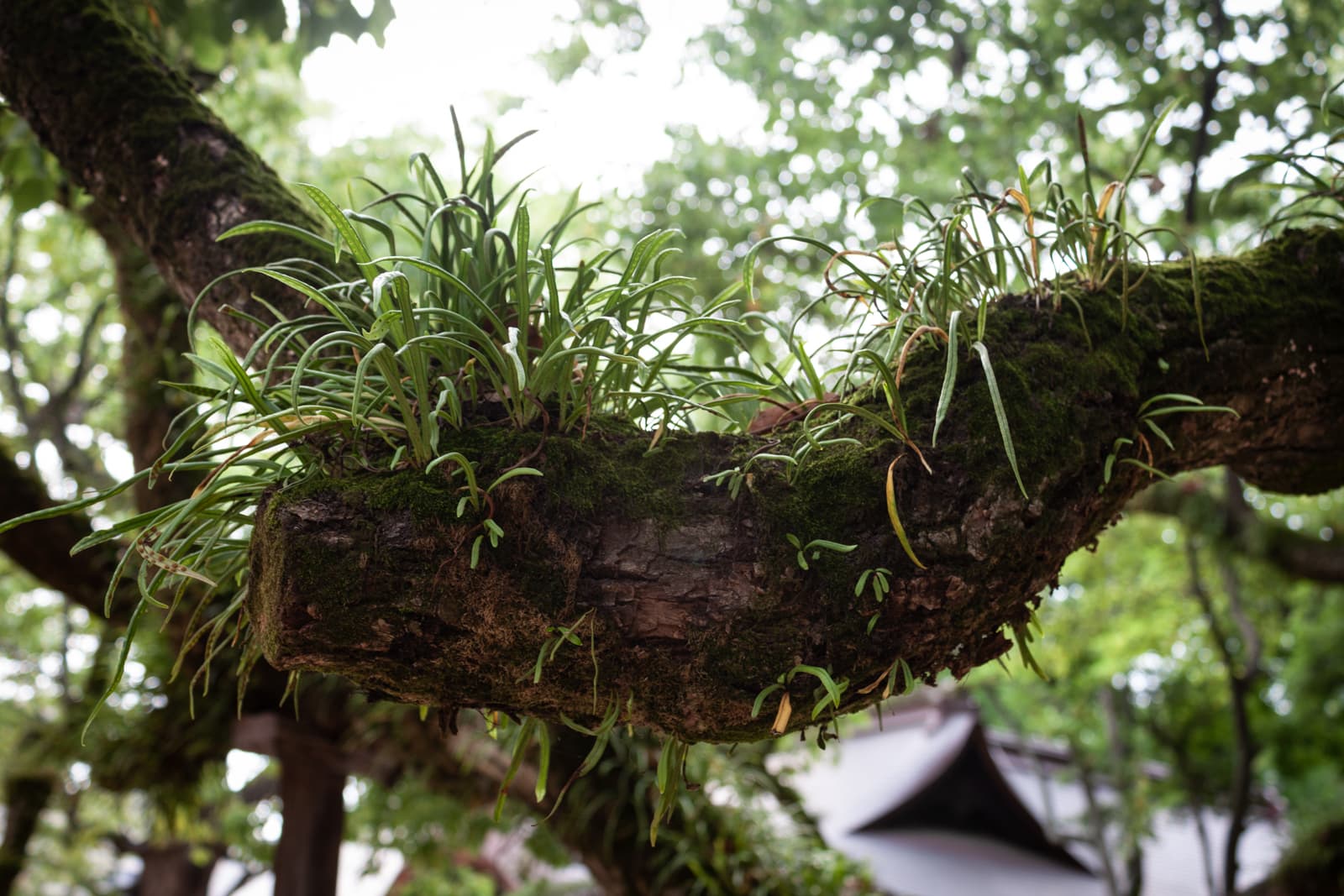 A close-up of small plants and moss growing on a thick tree branch, creating a natural, serene scene with blurred greenery in the background.