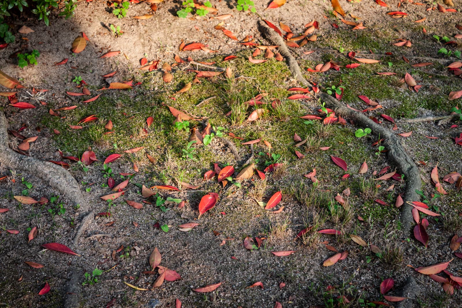 Bright red and orange leaves scattered on the mossy ground, with visible roots and small patches of grass.