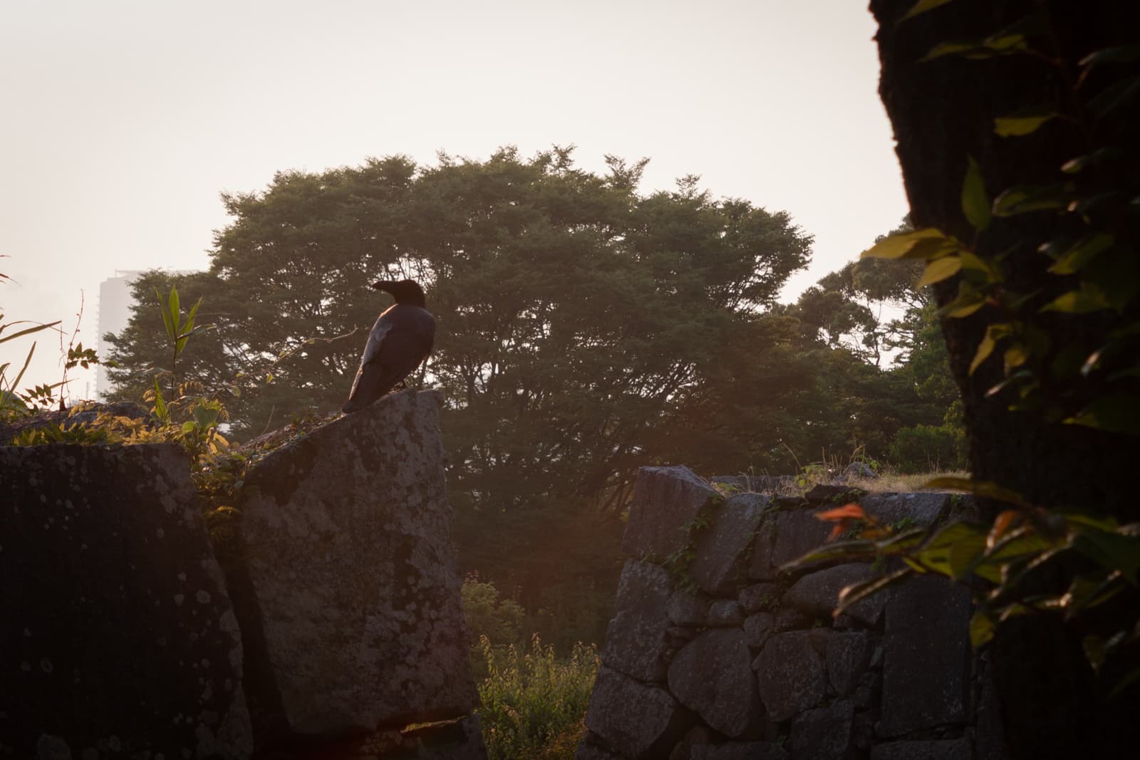 A crow perched on a large stone at sunset, with trees silhouetted against the light in the background.