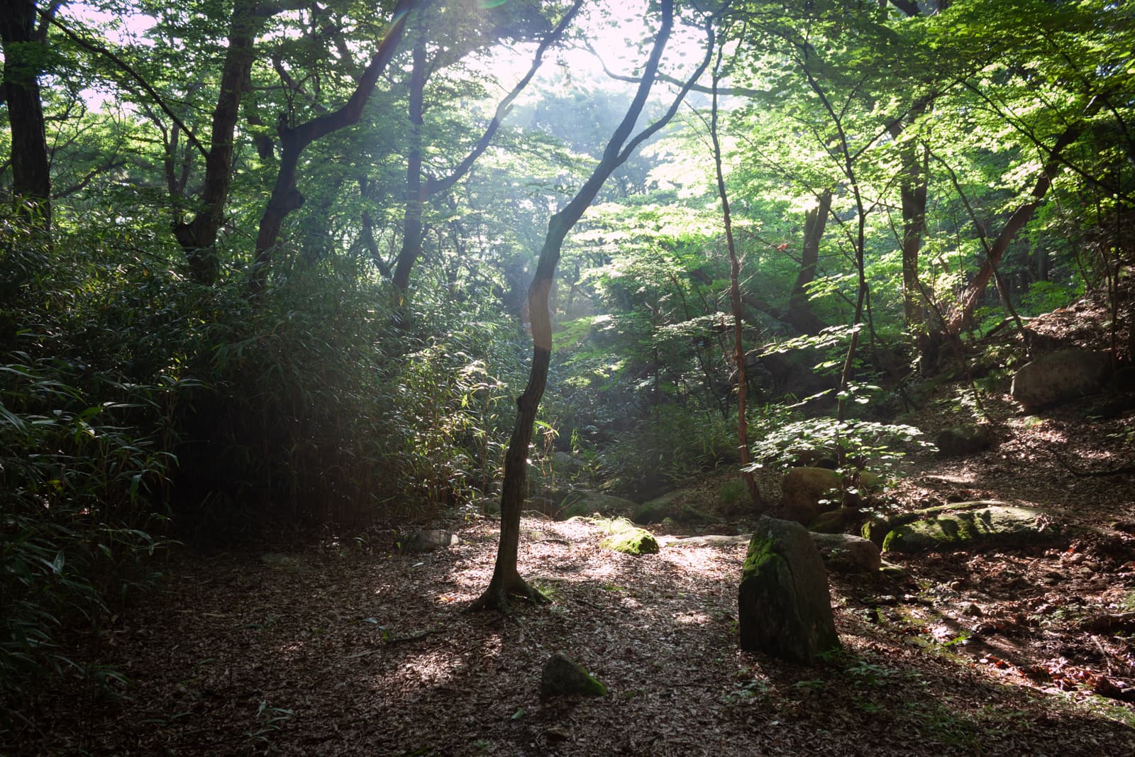 Sunlight filtering through dense forest with tall trees casting shadows on the ground.