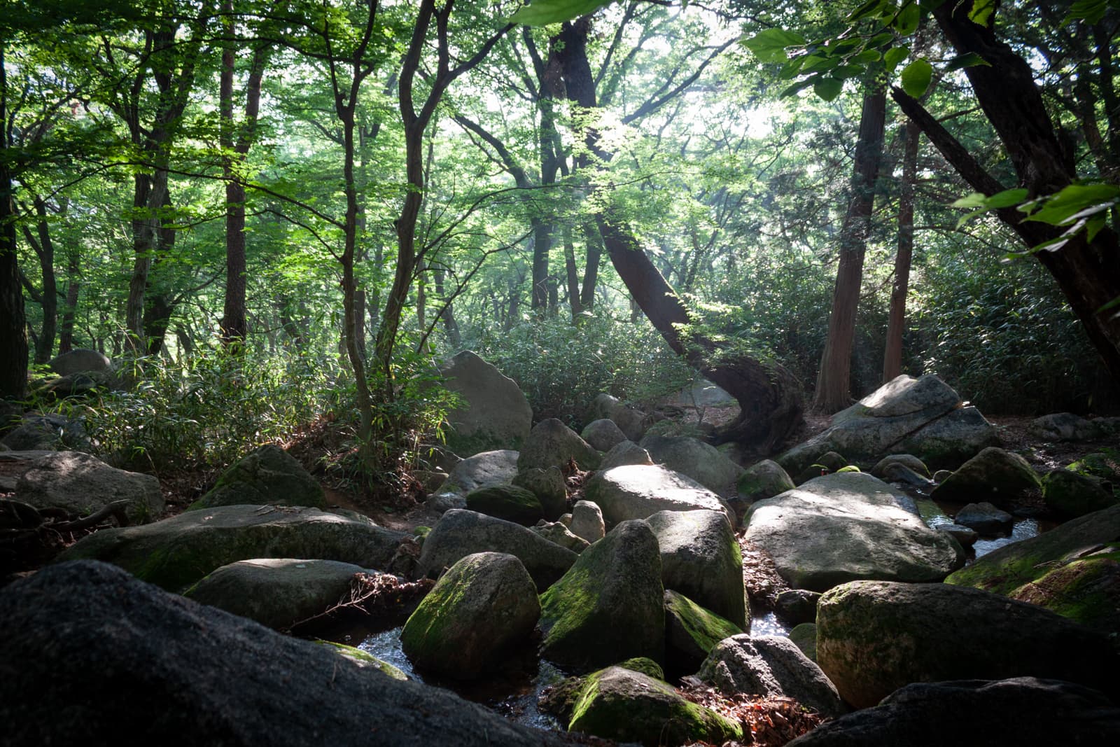 A rocky stream surrounded by lush green forest, with beams of sunlight piercing through the trees.