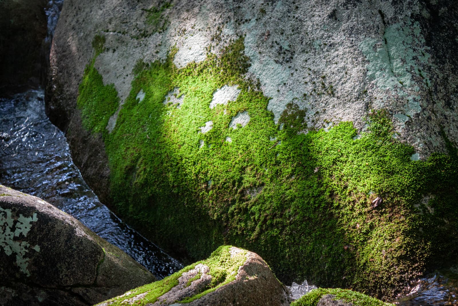Close-up of moss growing on a rock, with a small stream flowing beside it.