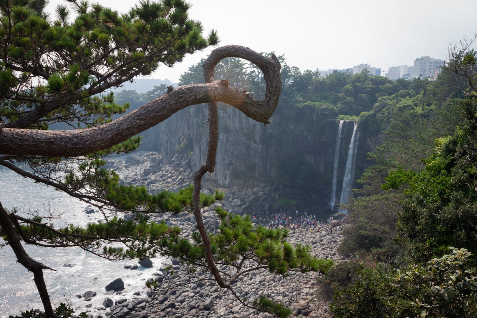 A scenic coastal view featuring a distant waterfall framed by the curving branch of a pine tree, with rocky cliffs and greenery in the background.