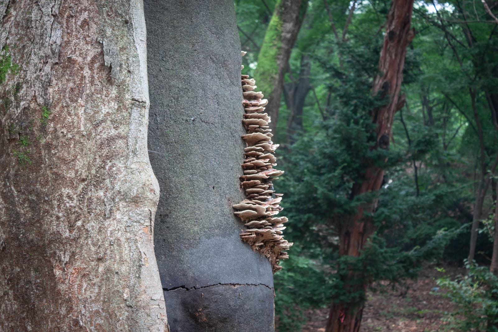 A close-up of two tree trunks side by side, one with rough bark and the other smoother, showing a cluster of mushrooms growing along the edge of the bark. The background is a lush, green forest.