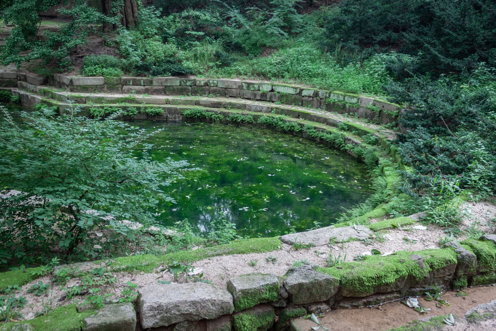 A circular stone structure with descending steps, surrounding a small, moss-covered pond. The steps and walls are lined with plants, creating a serene and naturalistic environment.