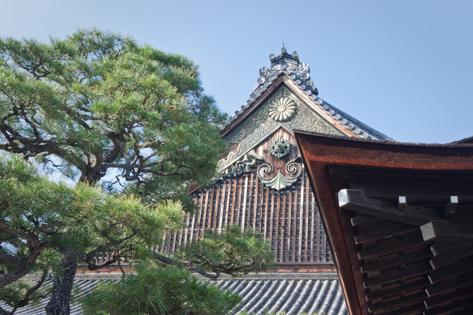 The ornate roof of a traditional Japanese temple building adorned with intricate carvings and decorative motifs. A large pine tree frames the view, its branches blending with the temple’s rooftop.