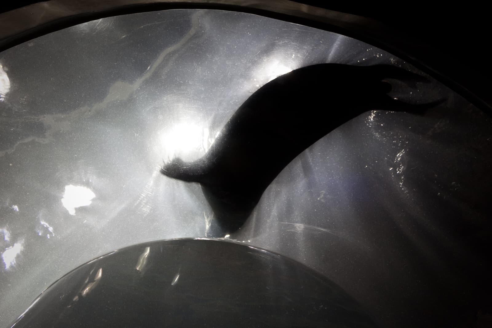 The silhouette of a seal swimming gracefully in an illuminated tank. The light casts a soft glow around the figure, highlighting the smooth contours of the seal’s body in the water.