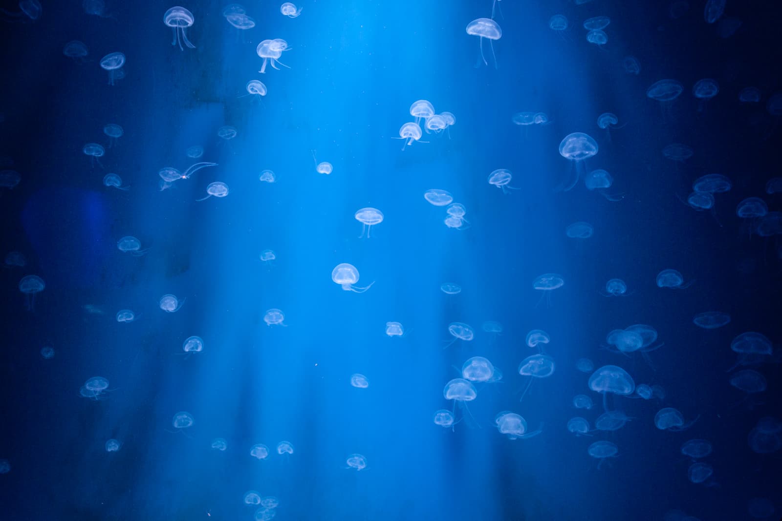 A school of translucent jellyfish floating gracefully in deep blue water. The light beams from above enhance their delicate forms, giving the scene an ethereal glow.