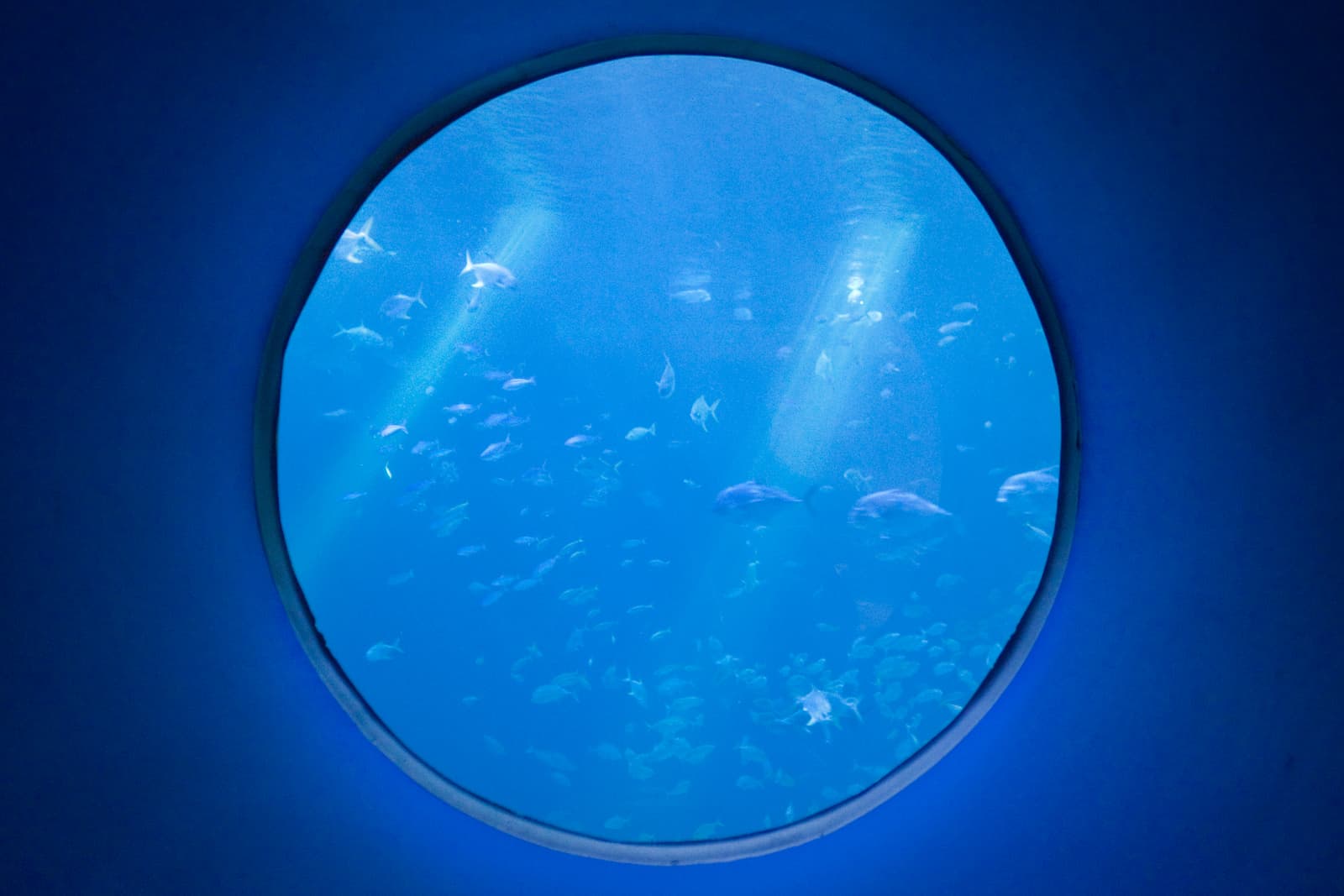 A circular aquarium window showing a variety of fish swimming in the blue water. Light rays penetrate the water, creating a peaceful, mesmerizing underwater scene.