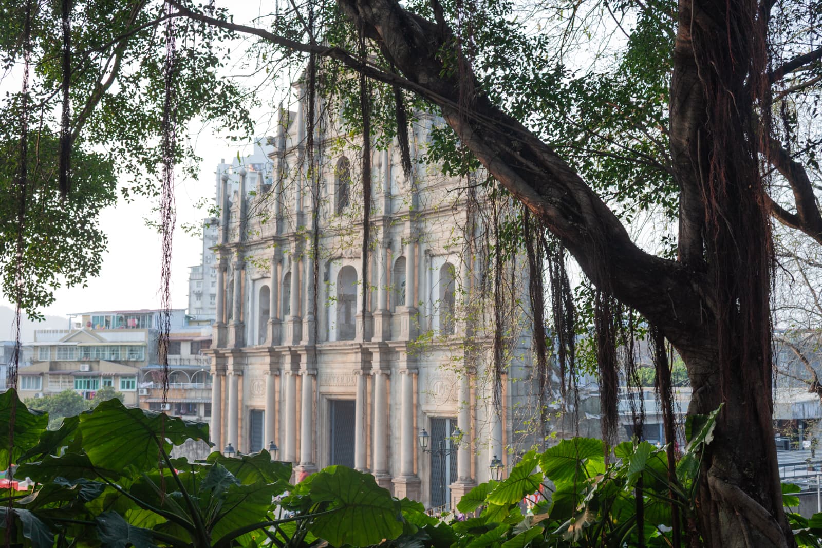 The facade of a historic church, partially obscured by the overhanging branches of a large tree. The building’s stone structure contrasts with the surrounding greenery and modern city buildings in the background.