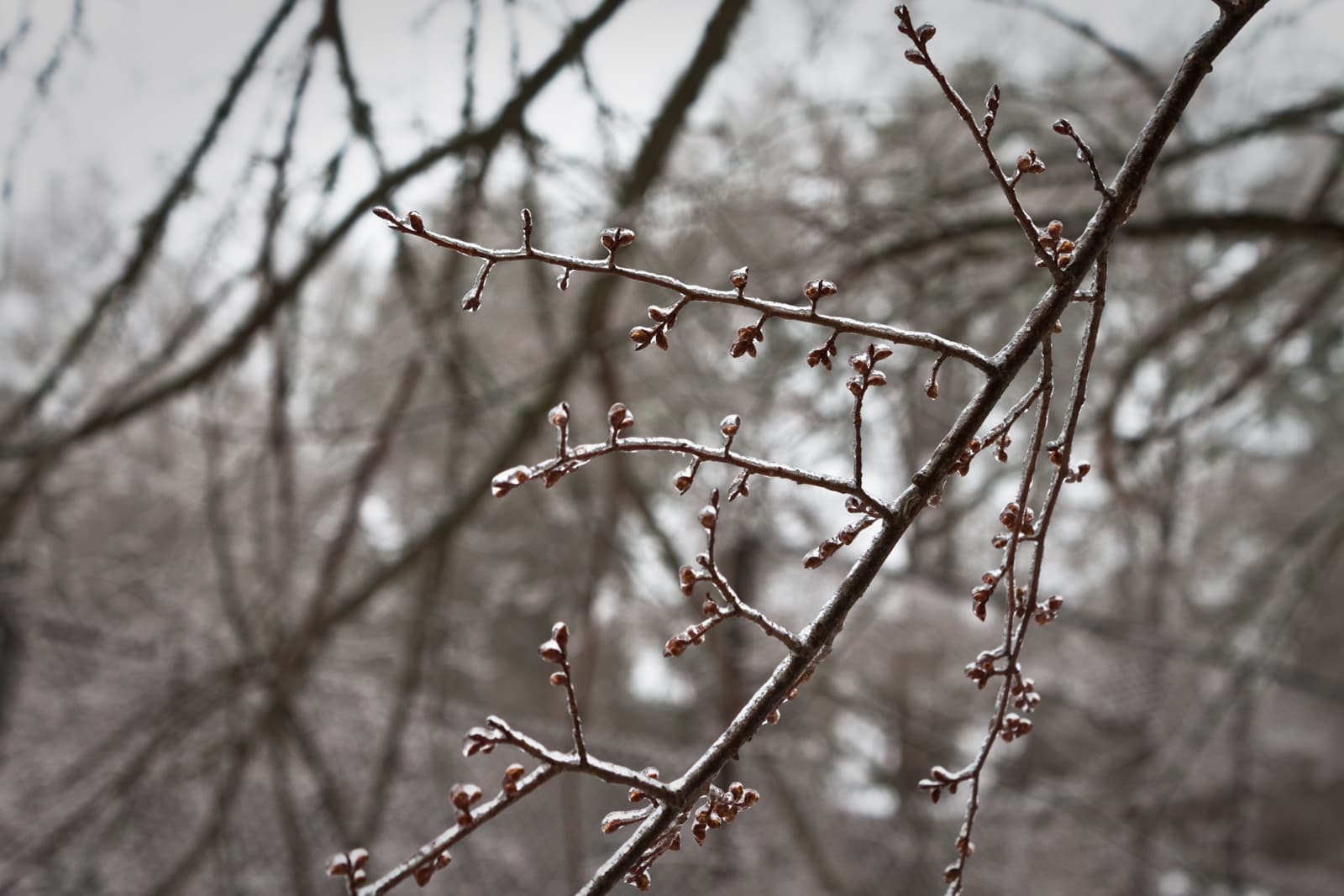 A close-up of tree branches coated in a thin layer of ice, capturing the frozen buds and twigs in sharp detail. The muted background adds to the cold, tranquil atmosphere.