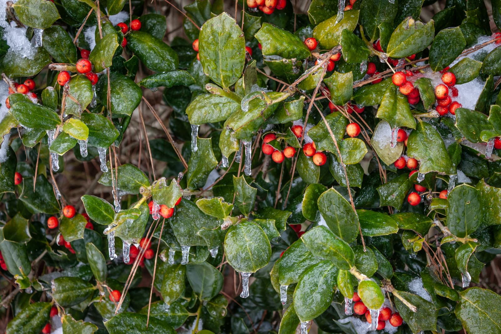 Bright red holly berries and vibrant green leaves coated with ice, small icicles hanging from the edges, highlighting the contrast between winter’s chill and the plant’s lively colors.