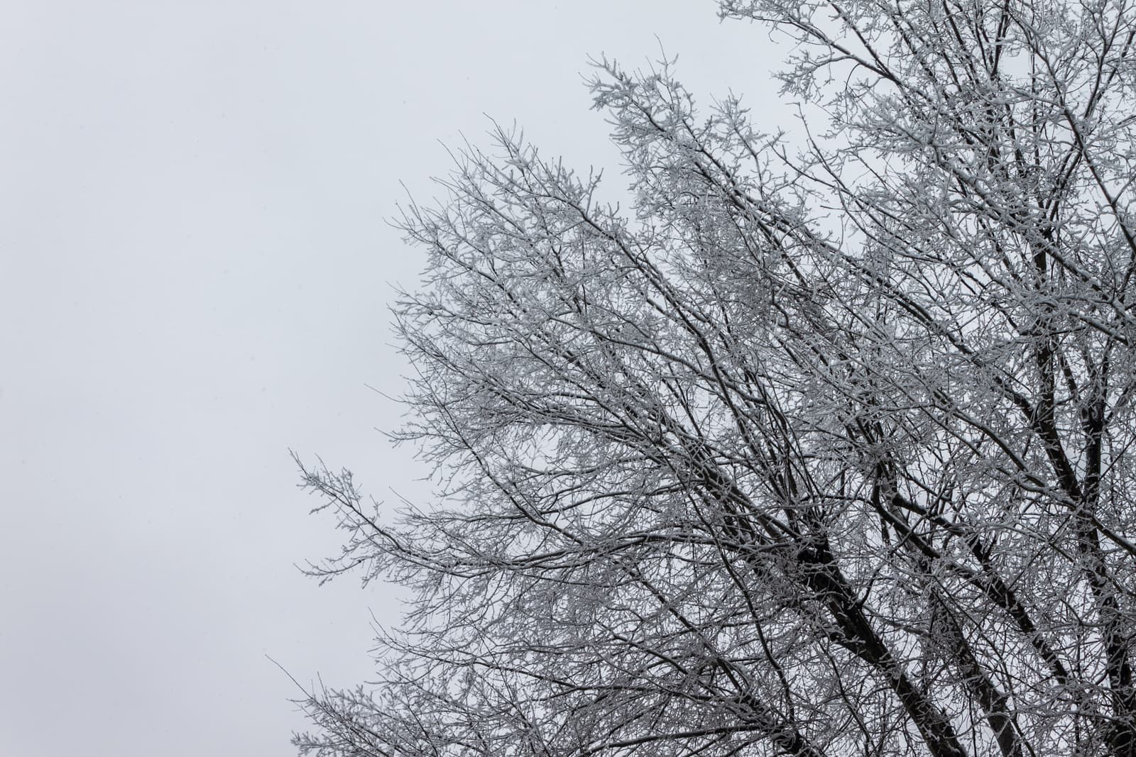 The upper branches of a tree covered in a light layer of snow and frost, standing out against the pale, overcast sky. The intricate patterns of the branches create a delicate winter scene.