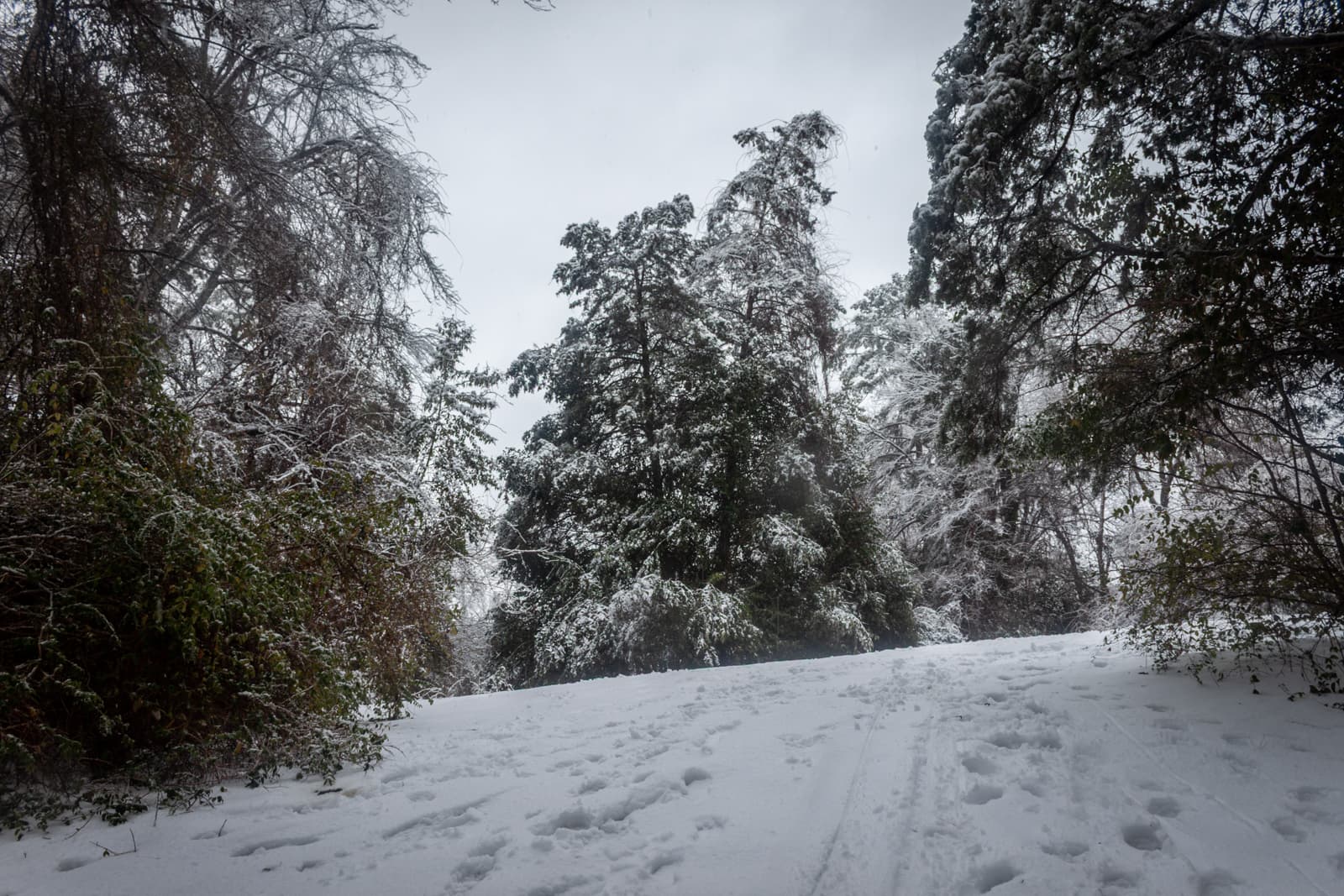 A snow-covered path through a forest, surrounded by trees heavily dusted with fresh snow. Footprints lead through the thick white blanket, adding depth to the wintry scene.