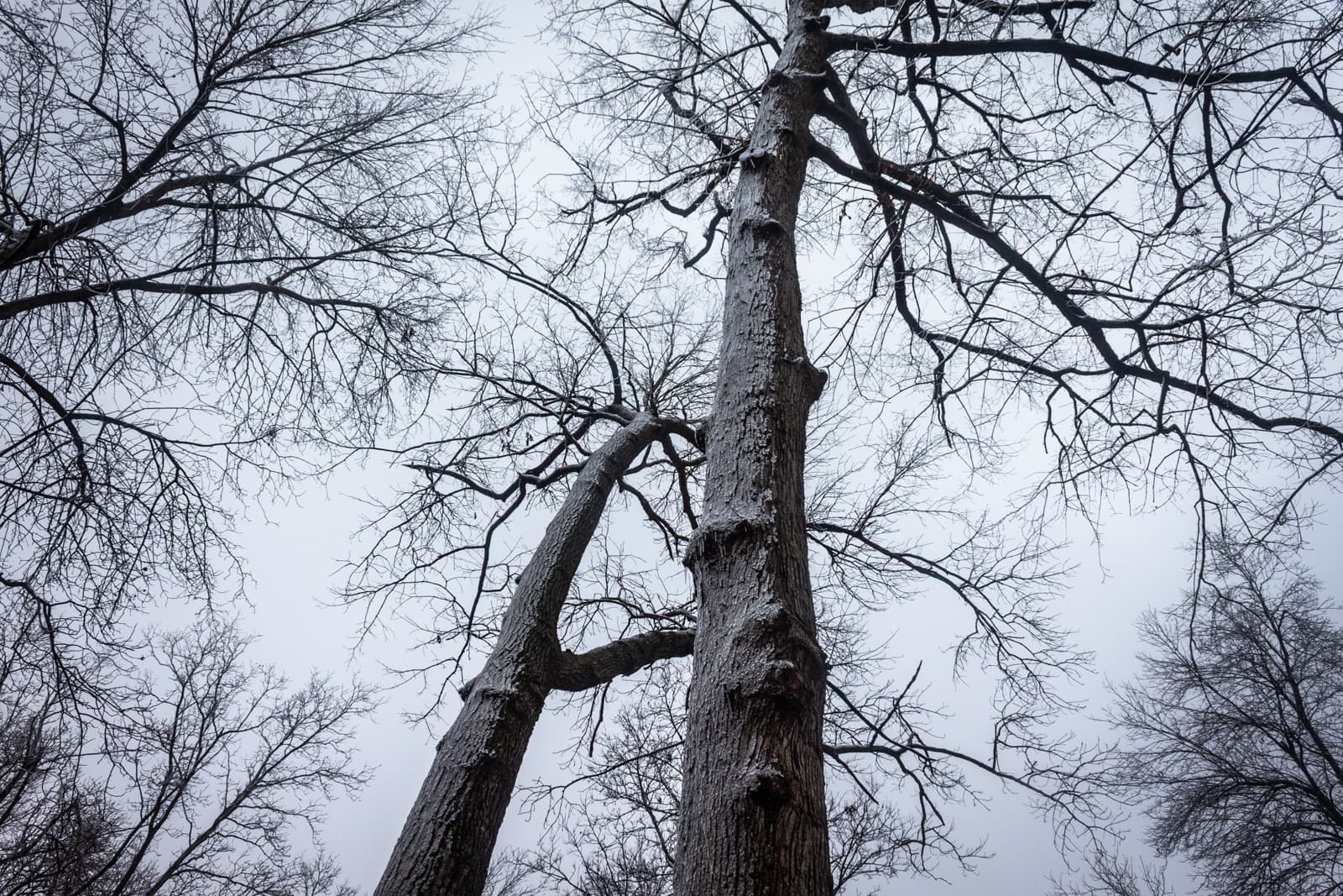 Looking up at tall, bare trees in the wintertime, their branches reaching into the overcast sky. The perspective emphasizes the towering height of the trees, with their leafless limbs creating a web-like pattern against the gray backdrop.