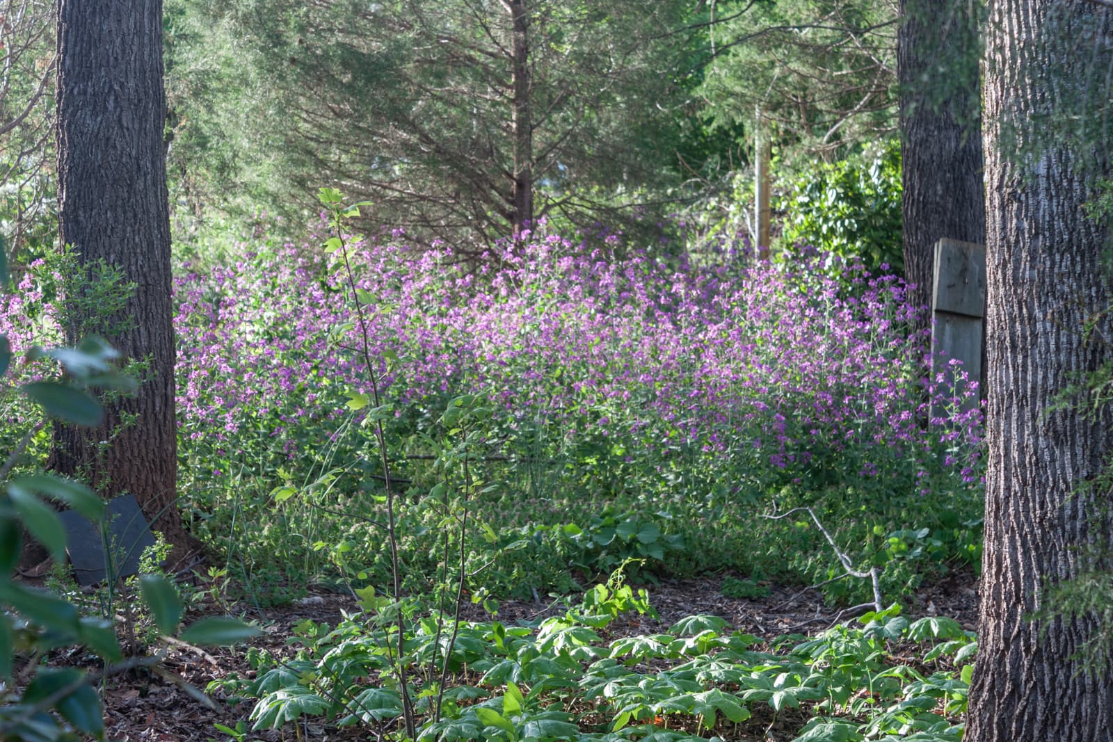 A forested area with purple wildflowers blooming in the background, nestled among tall trees. The sunlight filters through the branches, casting a soft glow on the vibrant flowers and greenery.