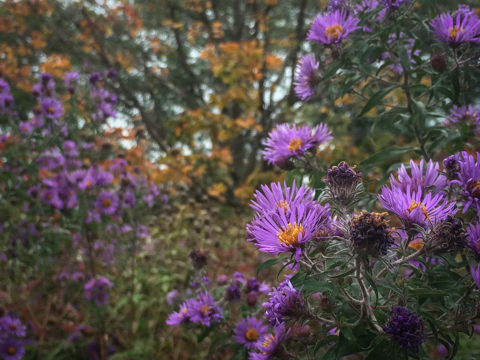 Close-up of vibrant purple flowers in bloom, with a background of blurred orange and green foliage from trees in the distance.