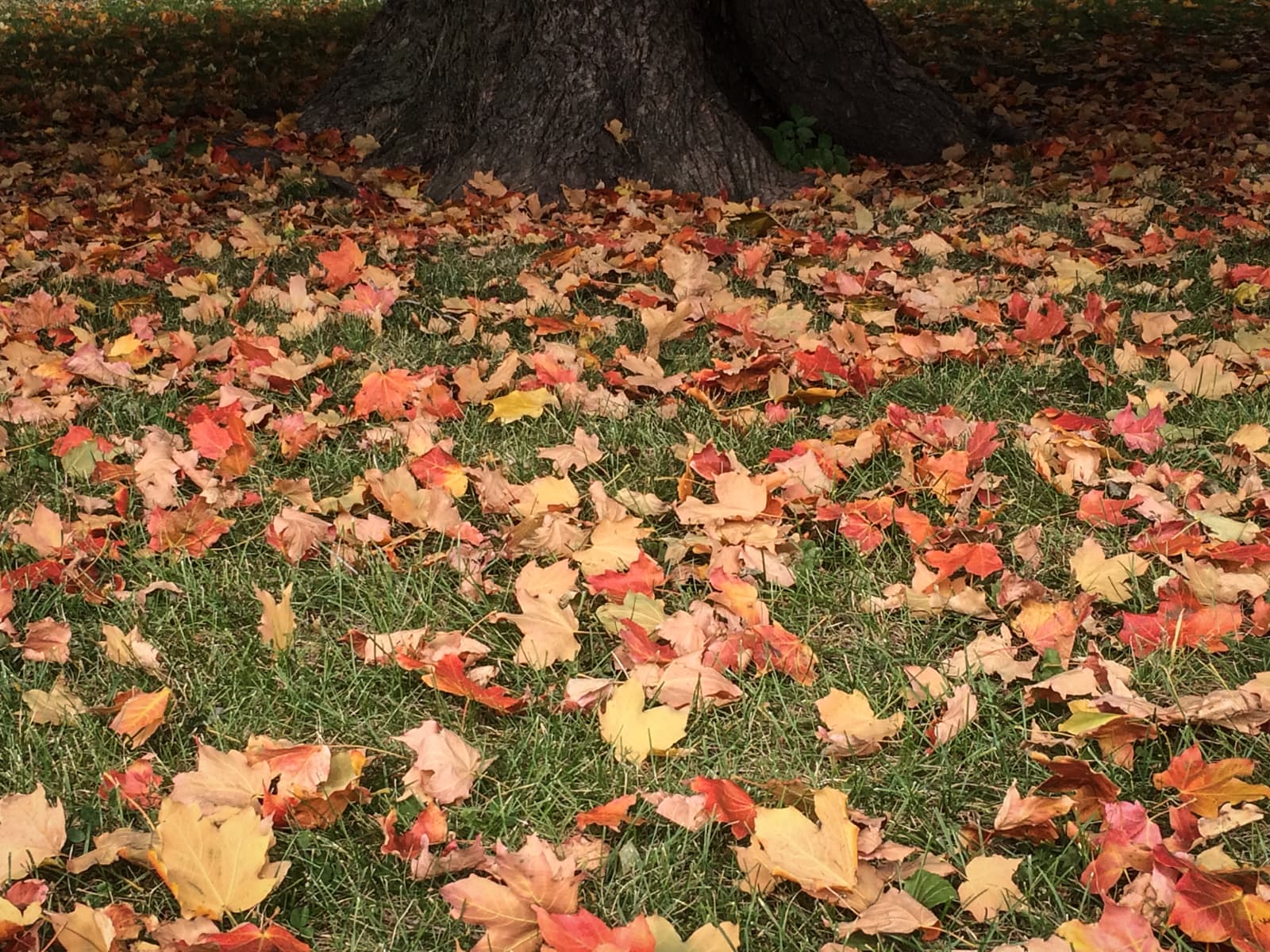 Colorful fallen autumn leaves scattered on green grass around the base of a large tree trunk.