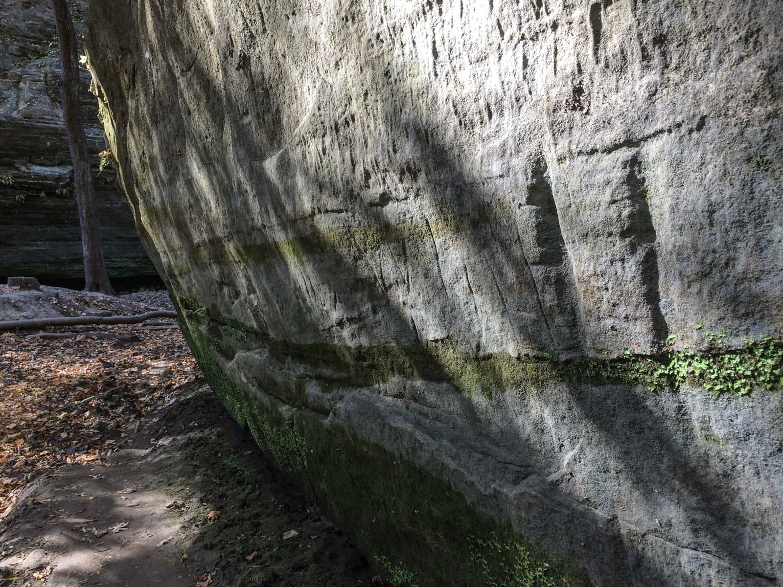 Close-up of a large rock face in a forest, with sunlight casting shadows and highlighting the texture of the stone. Small patches of greenery grow along the base of the rock, and the ground is covered in fallen leaves.
