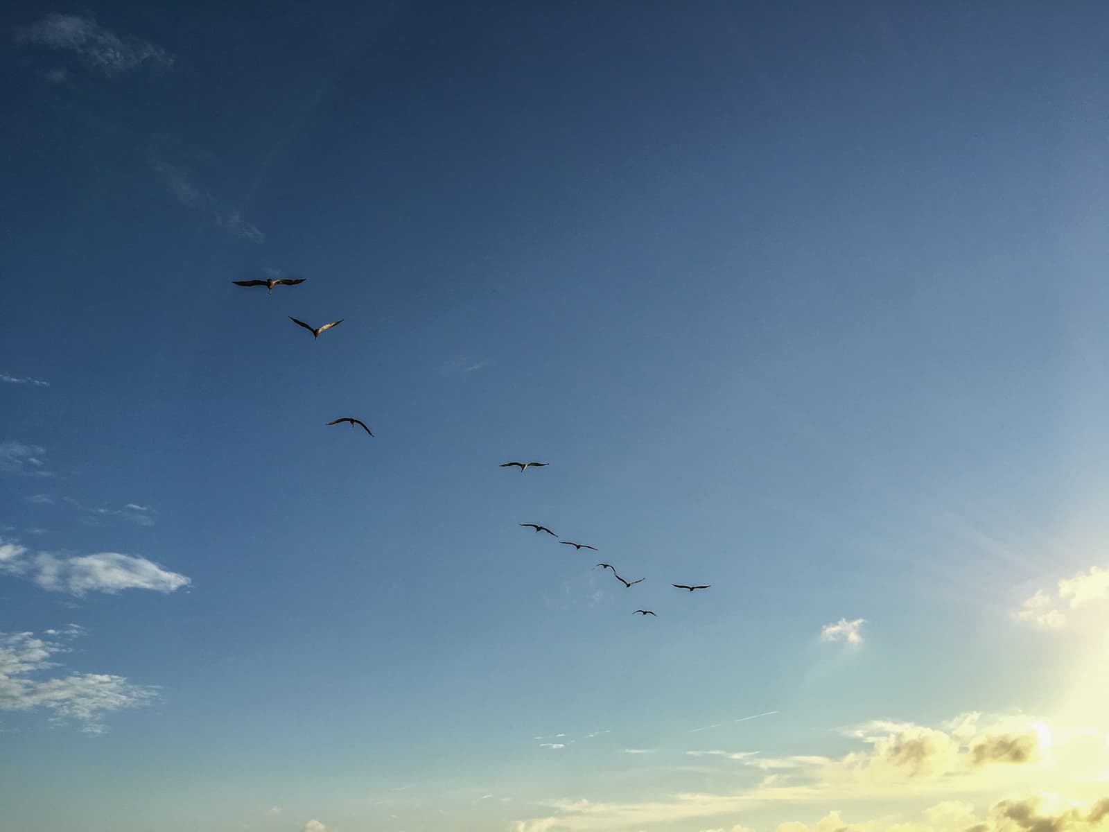 A flock of birds flying in formation across a clear blue sky during sunset. The sun’s rays are visible in the bottom right corner, casting a warm glow over the horizon with a few clouds scattered in the sky.