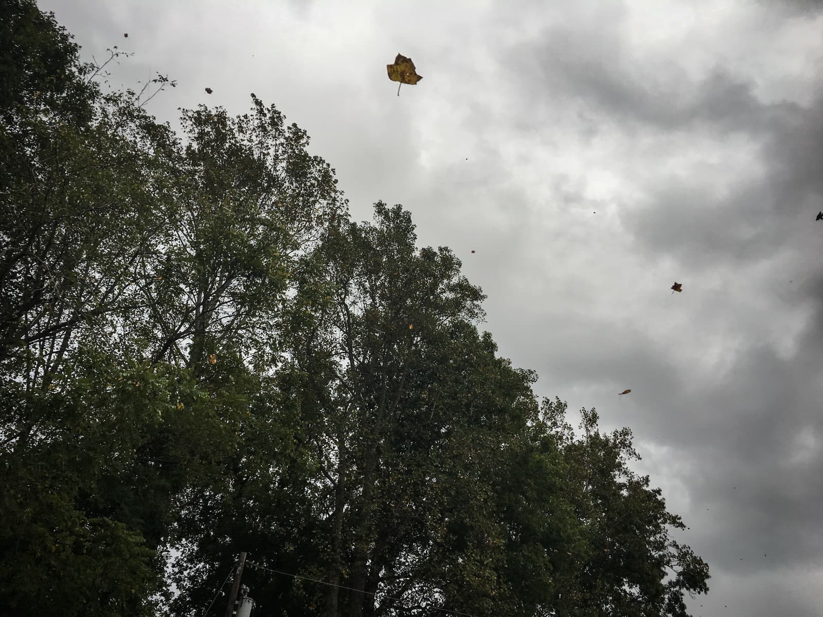 Dark, overcast sky with gusts of wind carrying scattered autumn leaves through the air. The tops of trees sway beneath the gray clouds, emphasizing the windy and stormy atmosphere.