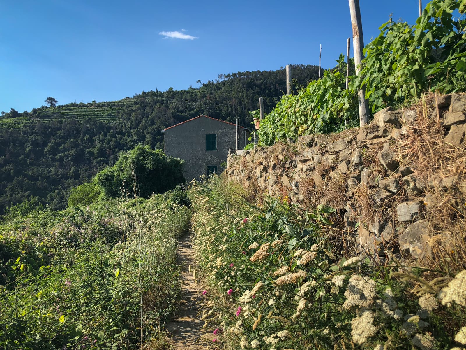 A sunlit vineyard path leading to a house in the distance, surrounded by lush greenery on a hillside.