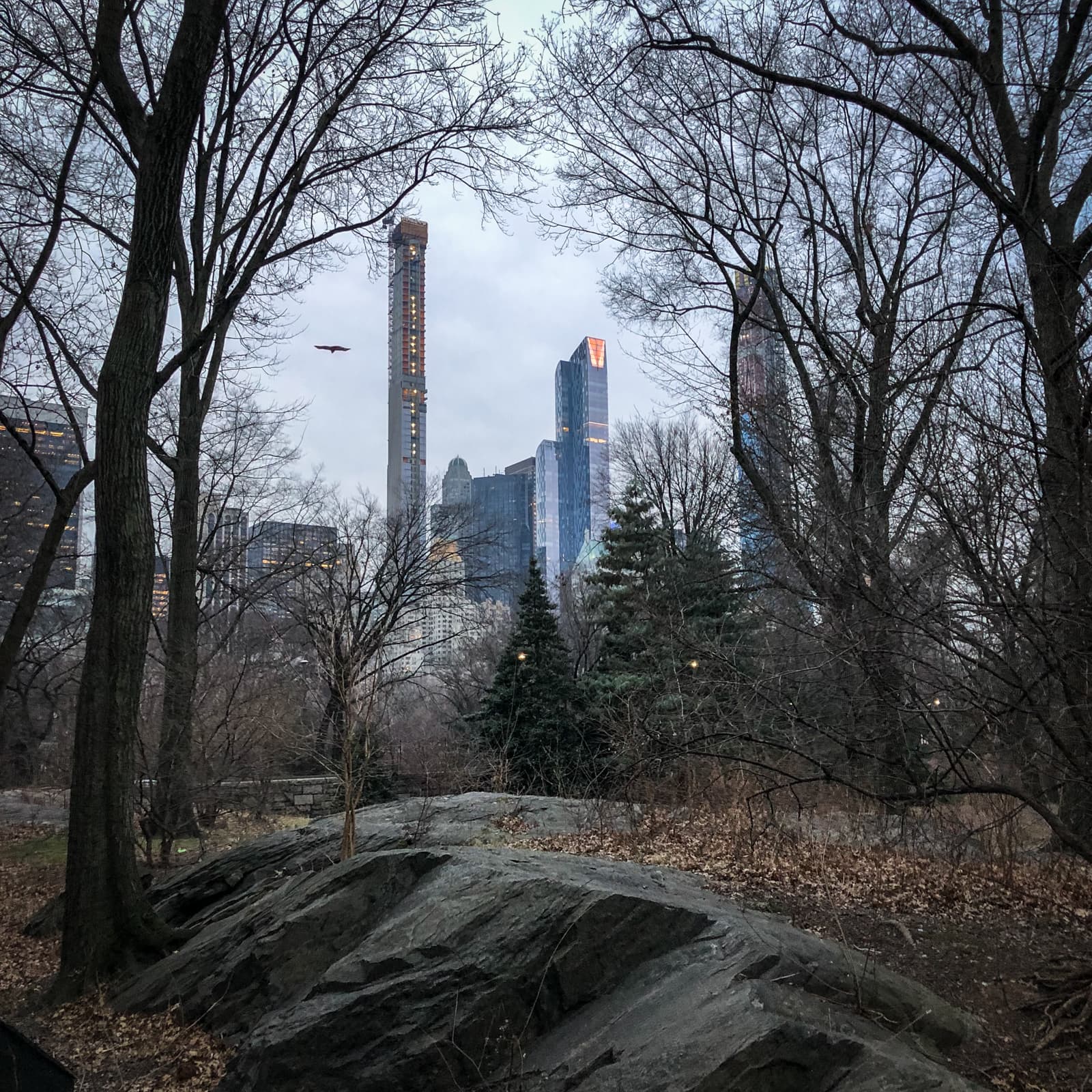 A winter scene in a park, with bare trees and rocky terrain in the foreground. In the background, towering modern skyscrapers with reflective glass facades rise above the treeline. The sky is overcast, casting a grayish light over the cityscape. A lone bird is visible flying between the trees and the buildings, adding a touch of life to the otherwise quiet, urban landscape.