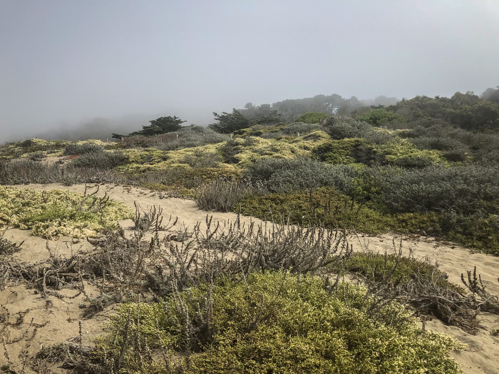 A landscape of rolling sand dunes covered in patches of green vegetation. The scene is slightly obscured by fog, creating a soft, muted atmosphere. The vegetation varies in height, with low shrubs and taller trees in the background, blending into the mist.
